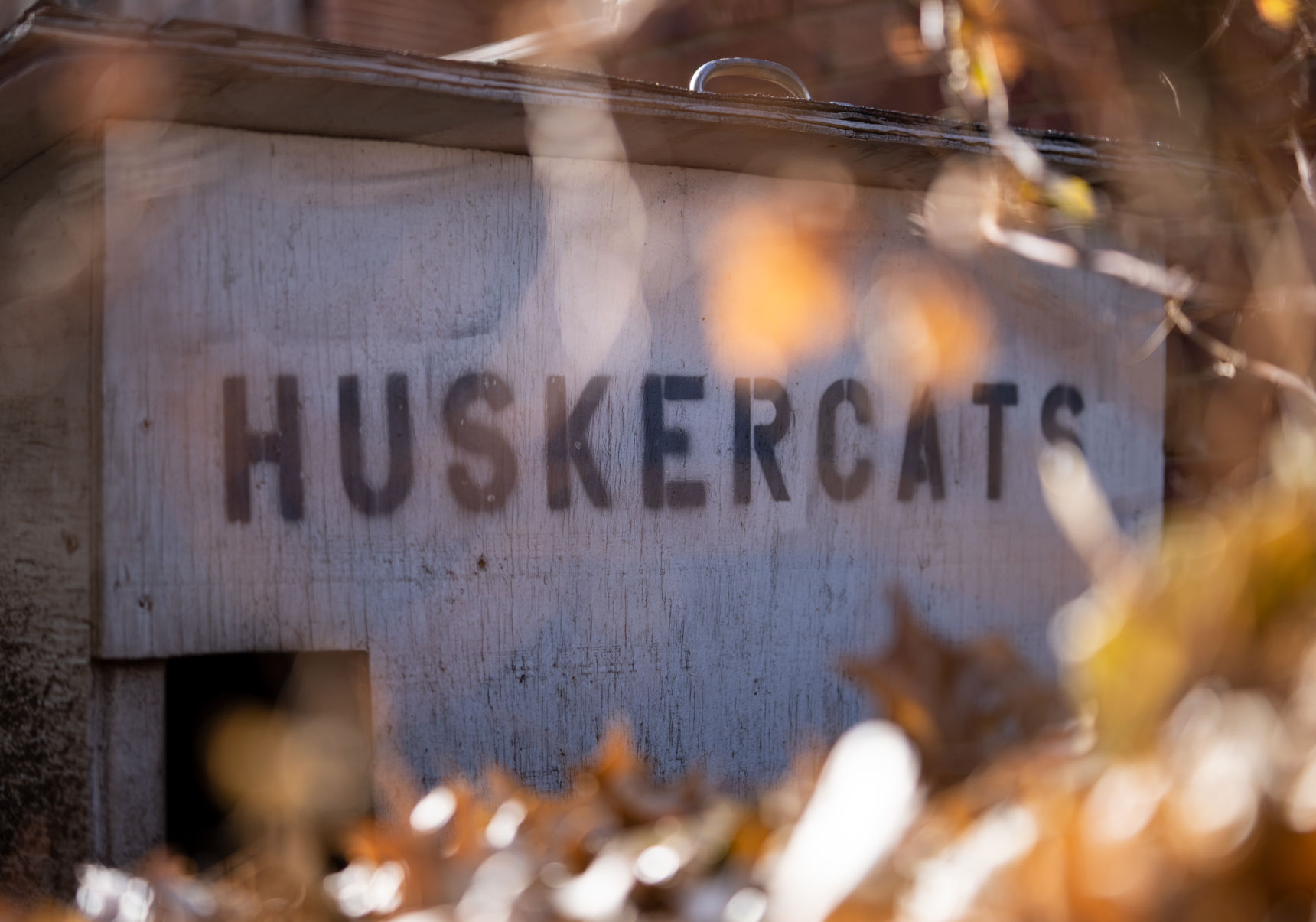 Husker Cats Photo 2